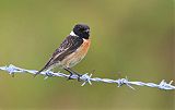 European Stonechat